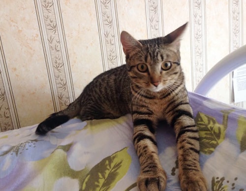 Сима - кот из Бачатского Аллы Прокудиной